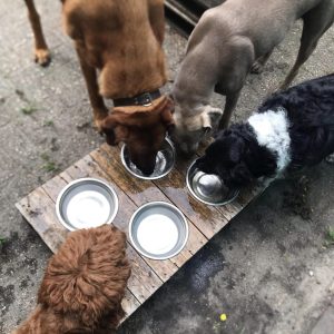 Honden uitlaat service drinken