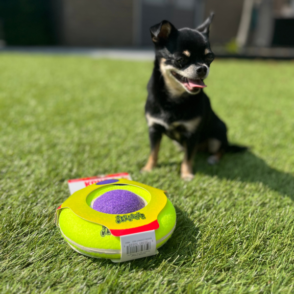 Kong Airdog Saucer